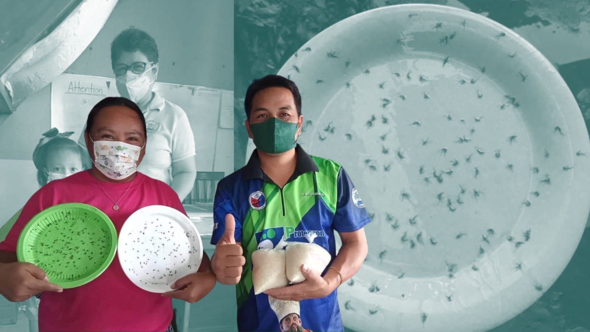 Cavite barangay calls on residents to exchange a plate of mosquitoes for one kilo of rice