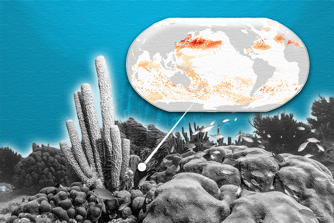 Study says marine heatwaves are now hotter—and coral reefs may not survive it
