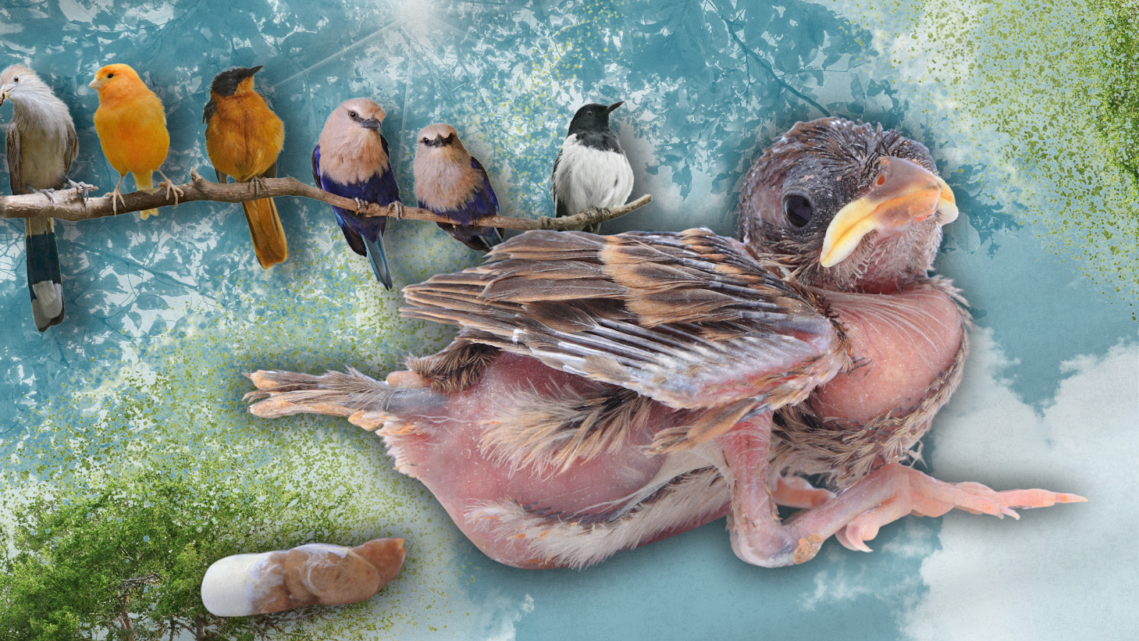 Bird feces seen to promote regeneration through bird perches