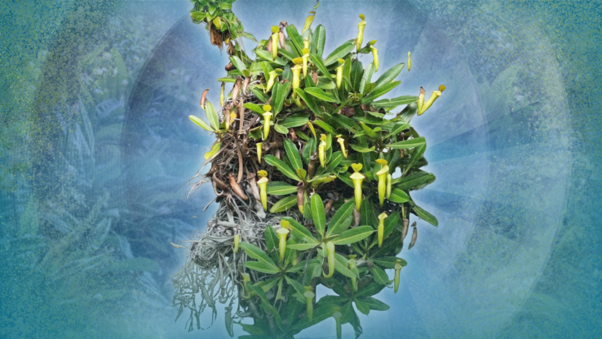 PTI unveils Palawan’s giant-mouthed pitcher plant