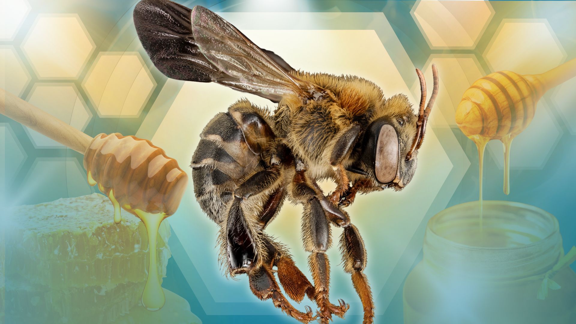 HONEY HAVEN: Saving PH honey industry through anti-diabetic sweet honey