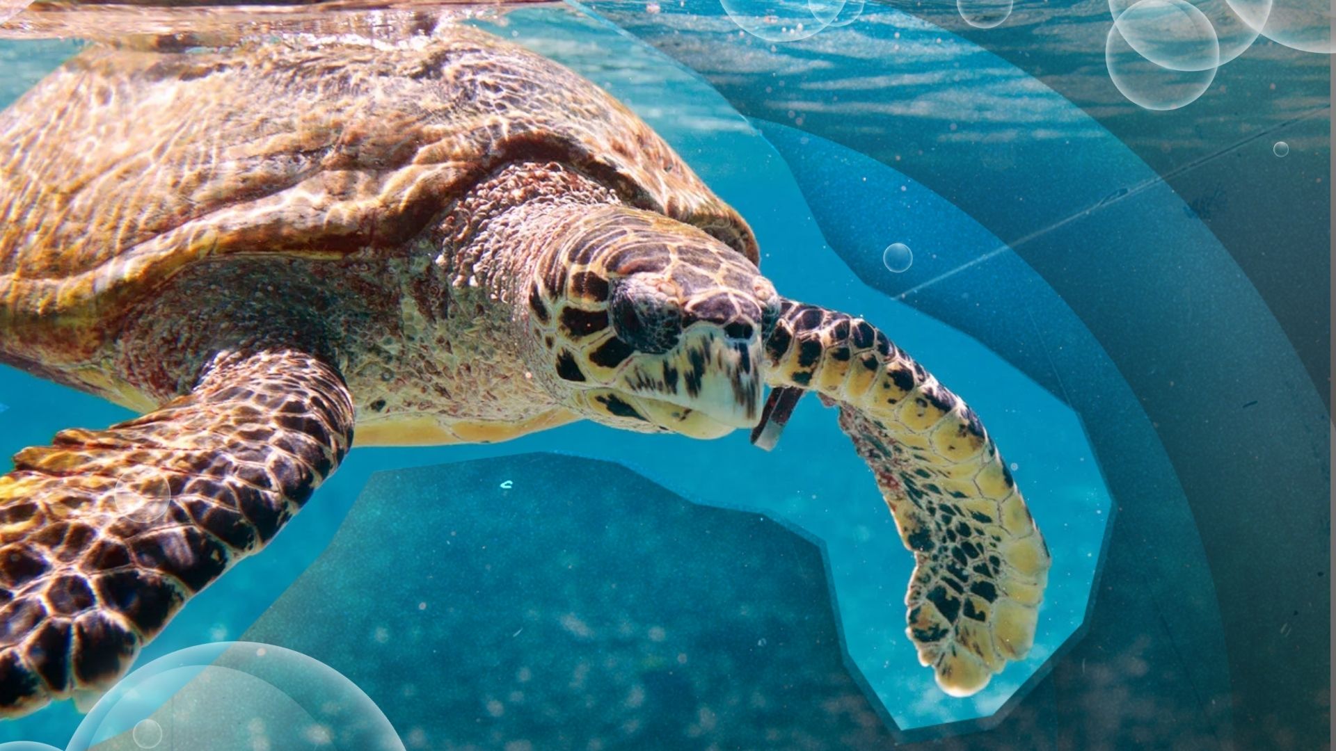 DON’T BE SHELLFISH, SAVE THE TURTLES: Understanding the threats turtles faces and how we can help