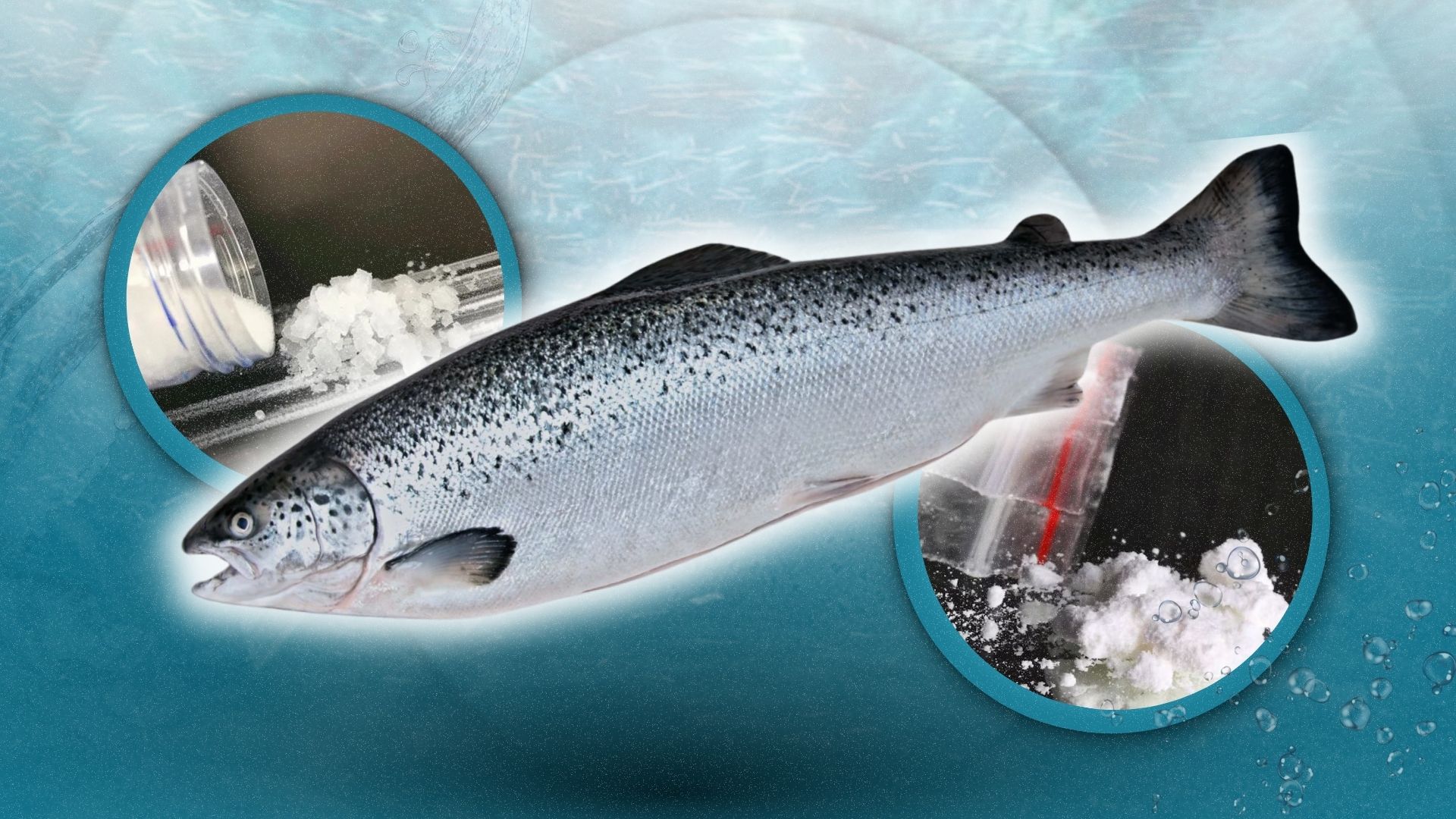 EcstaSEA: Scientists drug salmon to probe drug pollution effects