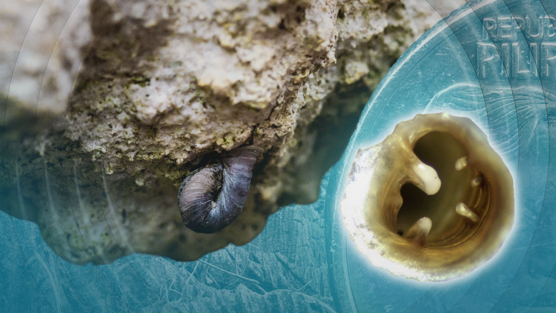 Bagong subspecies ng microsnail, kasingliit ng langgam? 