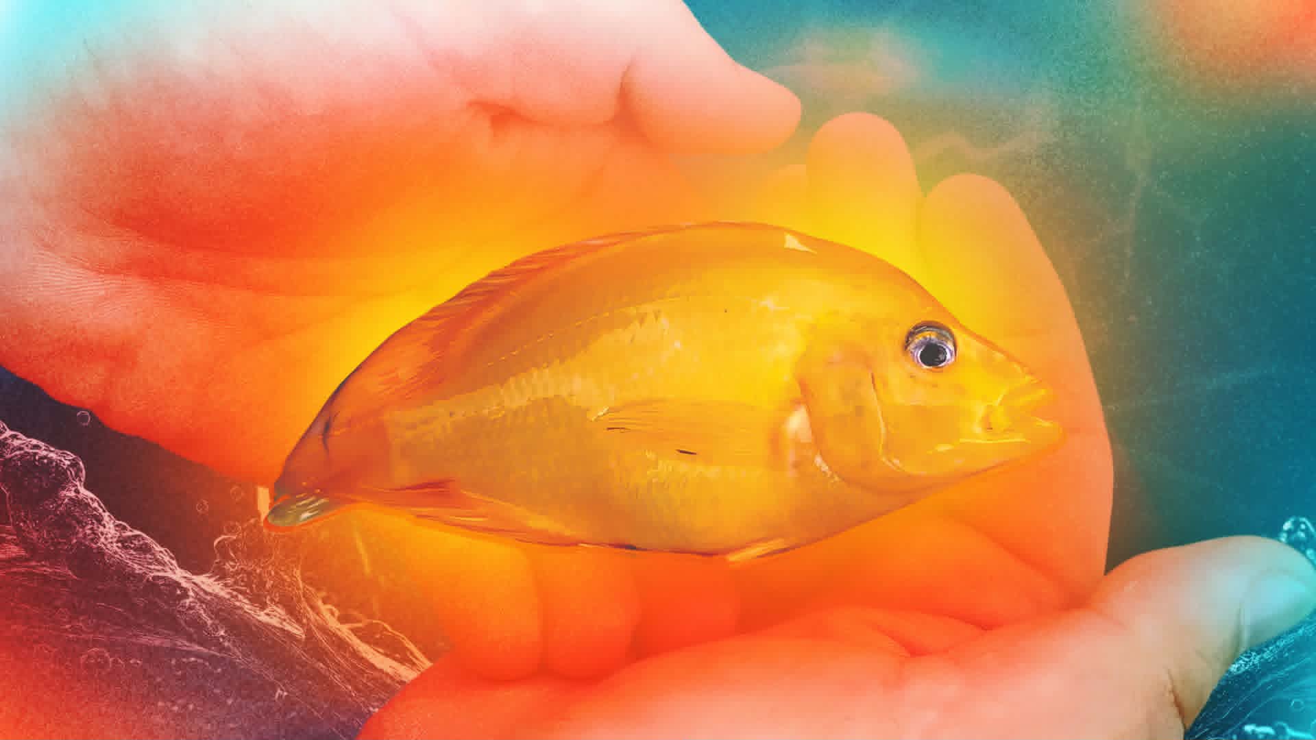 Your pet fish doesn’t belong in the wild — here’s what researchers say