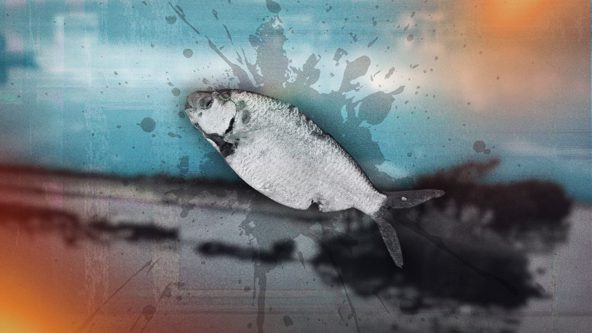 Bais Bay nears ecological collapse nine months after URC-SURE ethanol waste spill