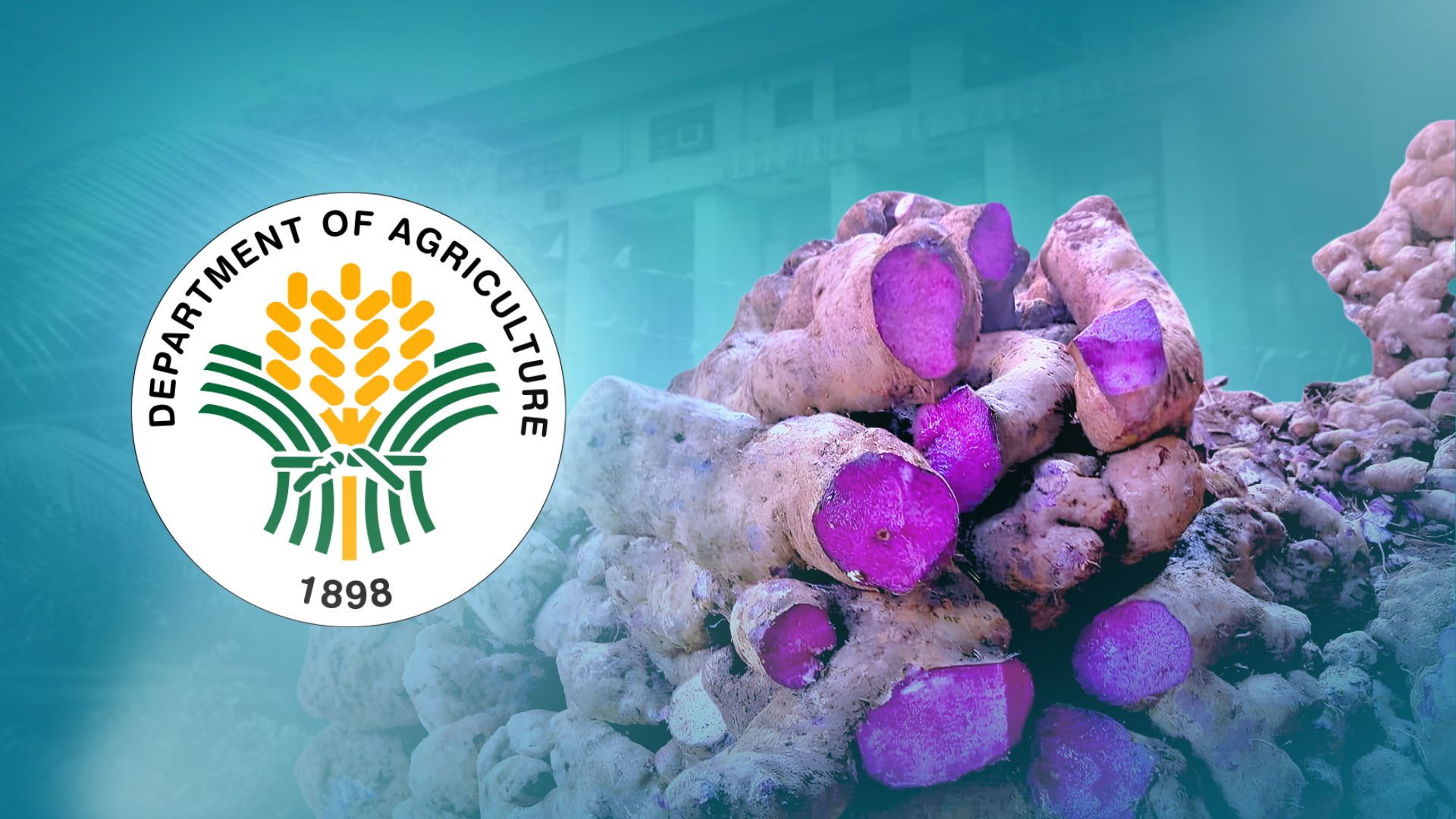 DA naglaan ng pondo sa 2027 budget, ube exports target na palawakin