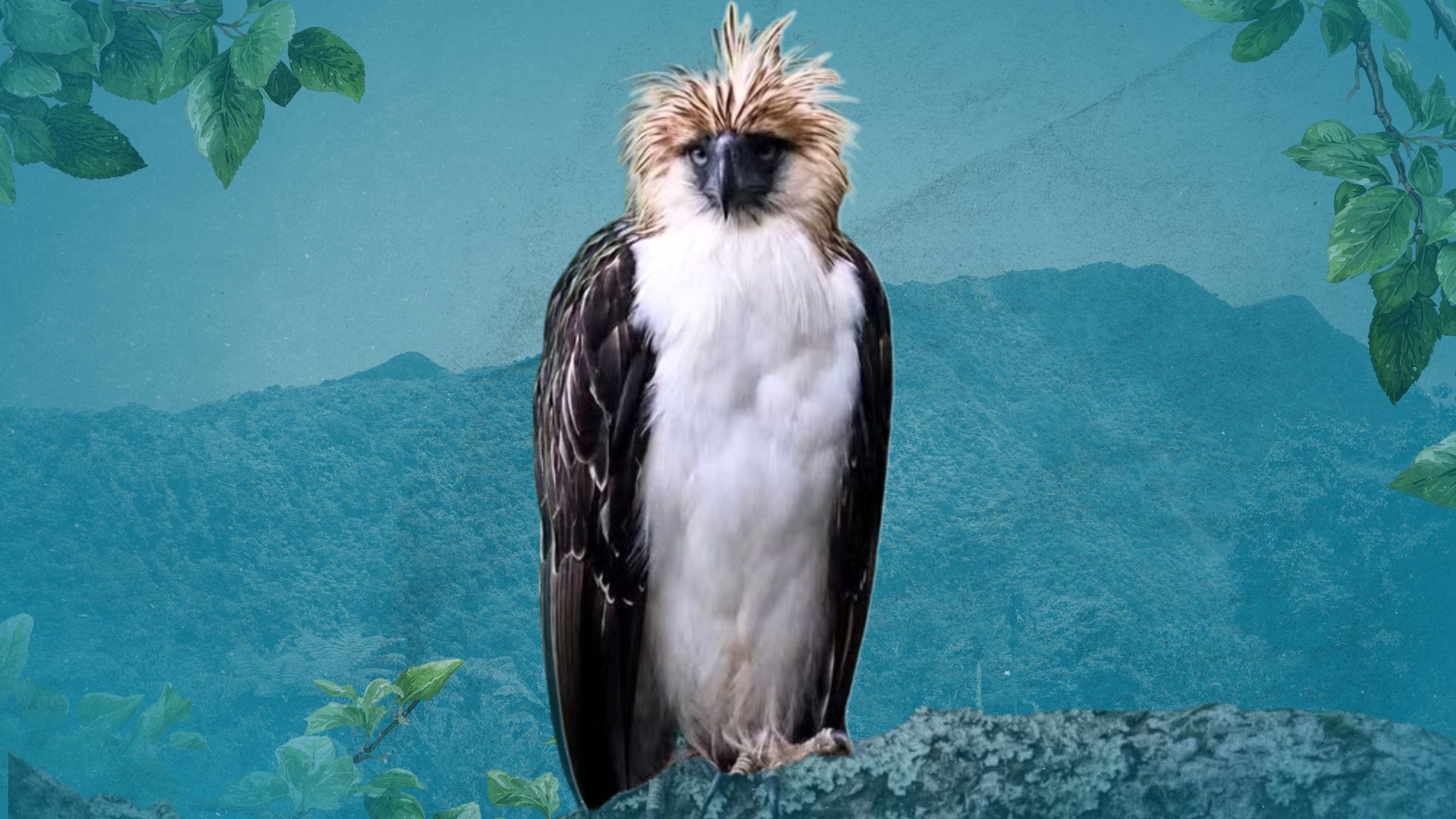 Sawaga-Dalwangan’s rescue uncovers the true value of wildlife rehabilitation