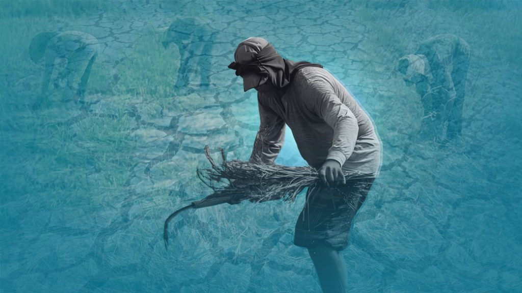 El Nino affects over 215,386 farmers, fisherfolk; damage hits around P6.5-B