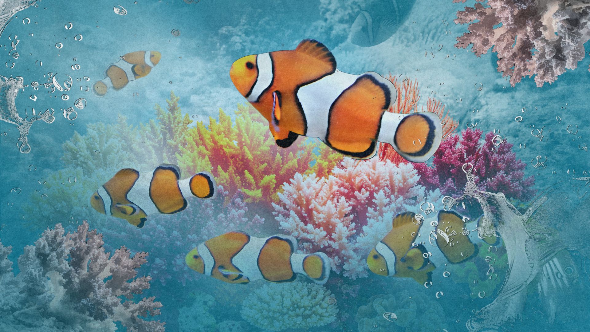CAN’T FIND NEMO? Sea anemone bleaching bunsod ng climate change, peligro sa mga clownfish